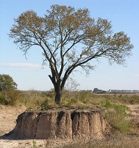 Schinopsis balansae